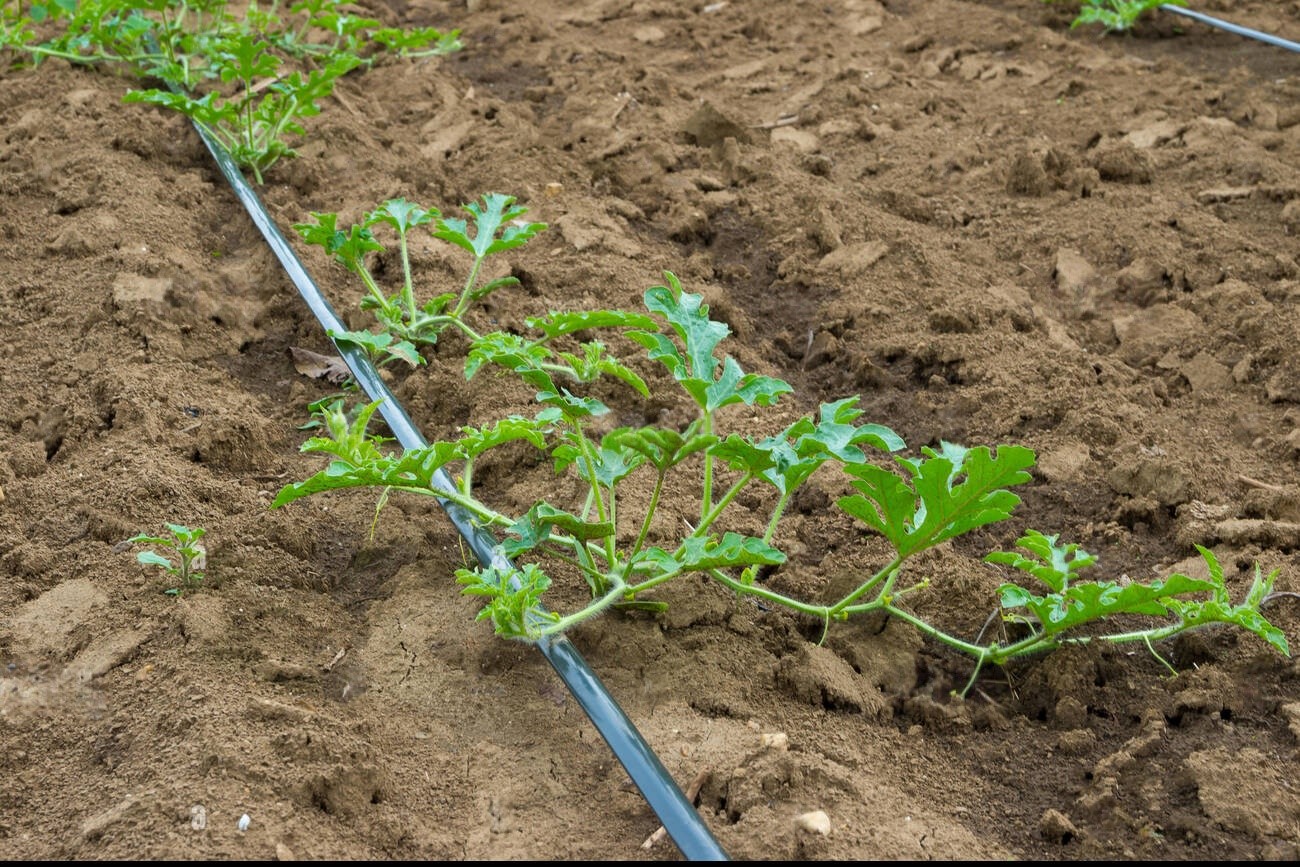 Watermelon plant with drip irrigation Watermelon plant with drip irrigation