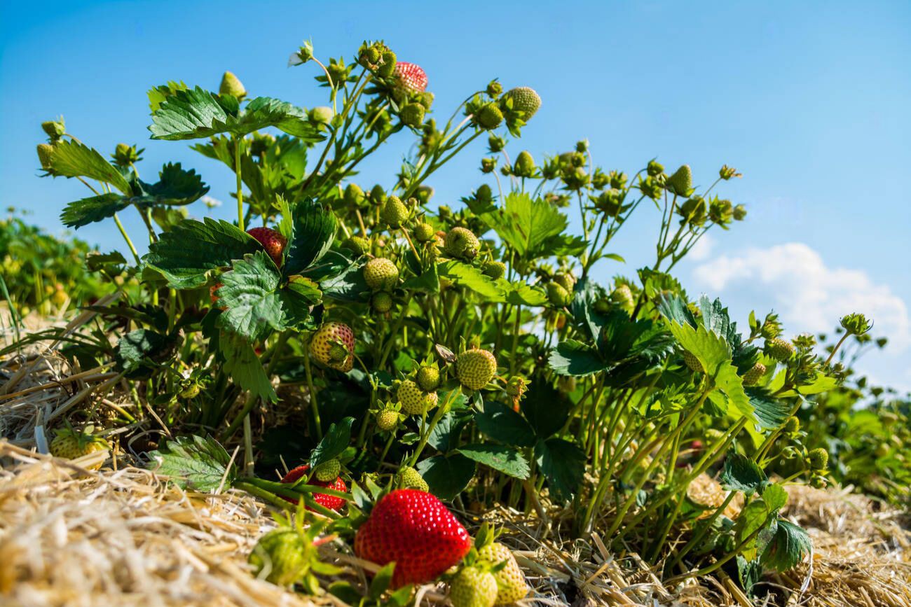 Strawberry plant drip water irrigation Strawberry plant drip water irrigation