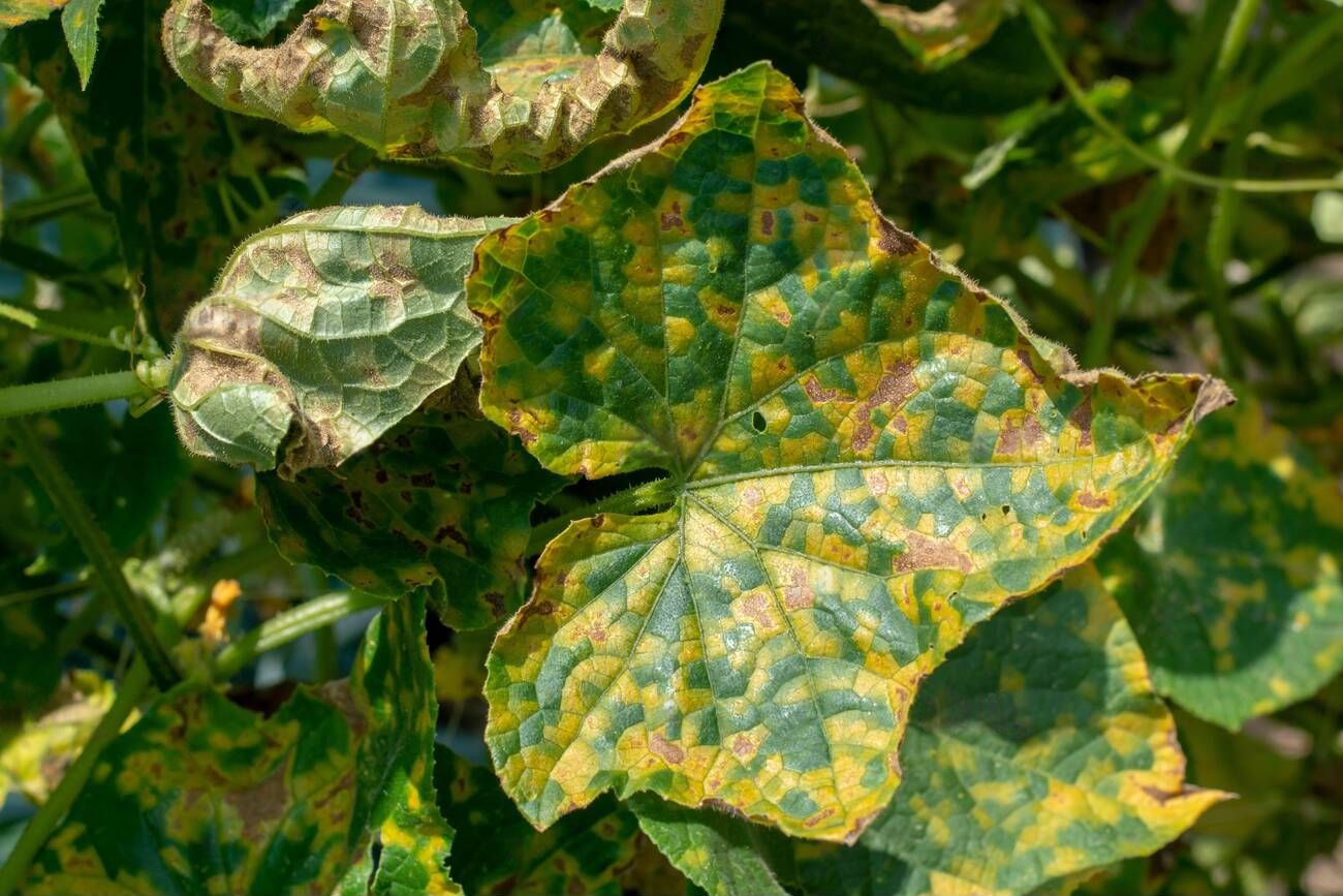 Cucumber leaves infected by downy mildew Cucumber leaves infected by downy mildew