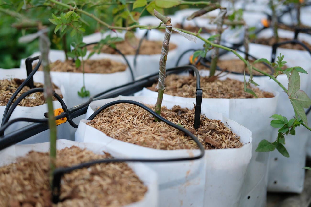 drip water irrigation system with rose flower growing in greenhouse nursery drip water irrigation system with rose flower growing in greenhouse nursery