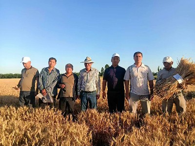 Özbekistan'daki SINOAH Damla Sulama Projesi: Su Kullanım Verimliliğinin Artır...